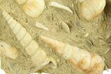 Fossil Marine Gastropod (Haustator) Cluster - Gironde, France #284910-1